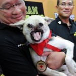 Hero dog Kabang returns home
