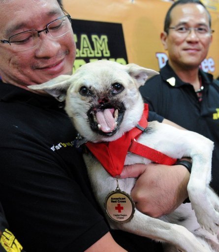 Hero dog Kabang returns home