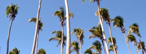 Coconut trees in the Philippines