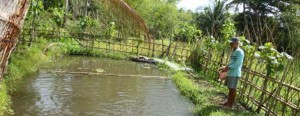 Typical Tilapia-farming in the Philippines