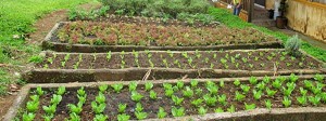 Organic farming in the Philippines