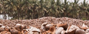 Malacanang have warned that failure to control the spread of the pest could ruin the country’s coconut industry.