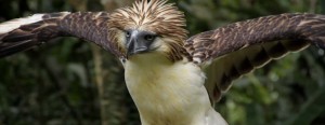 Philippine Eagle, Critically Endangered, National Bird of the Philippines